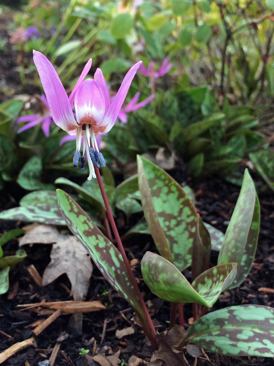 Erythronium dens-canis 'Snowflake'