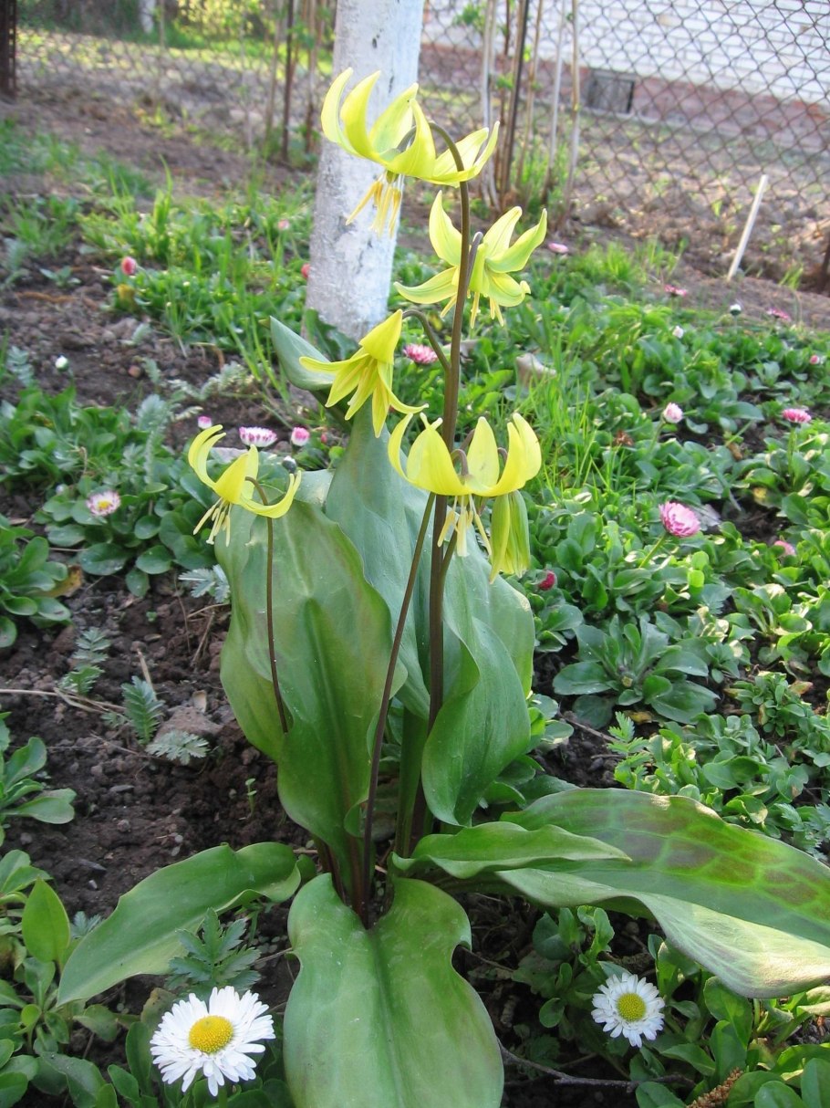 Кандык туолумнийский Erythronium tuolumnense