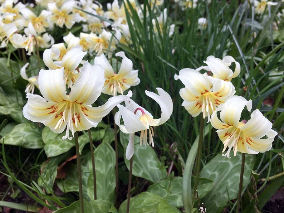 Кандык (Erythronium)
