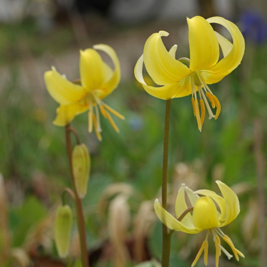 Erythronium Pagoda