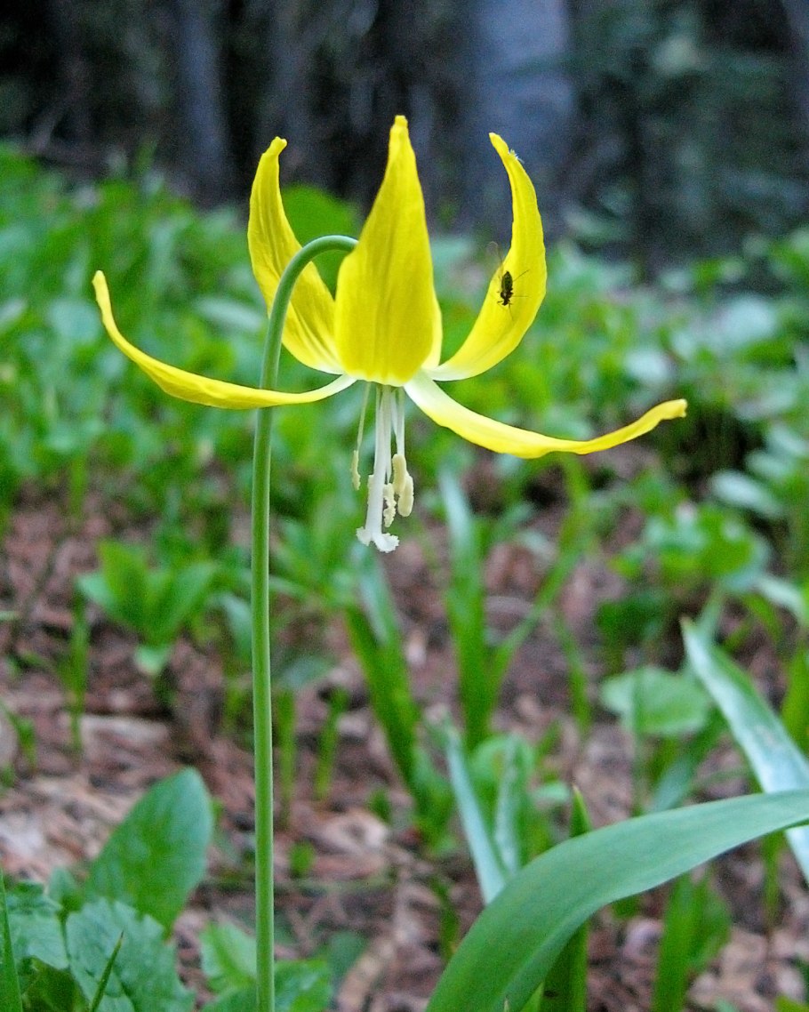 Кандык Сибирский ( Erythronium sibiricum).