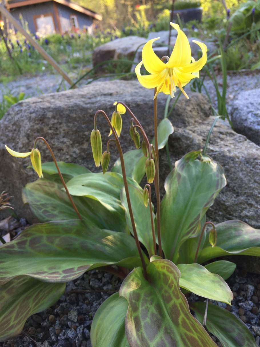 Кандык (Erythronium)