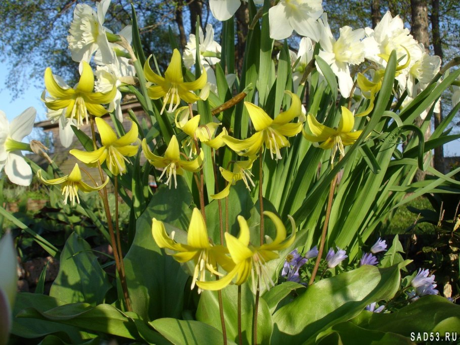 Кандык Erythronium Pagoda
