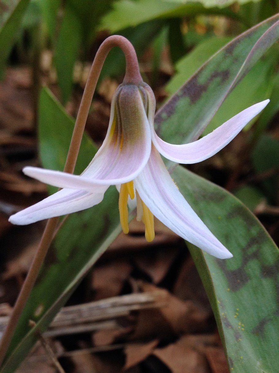Кандык (Erythronium)
