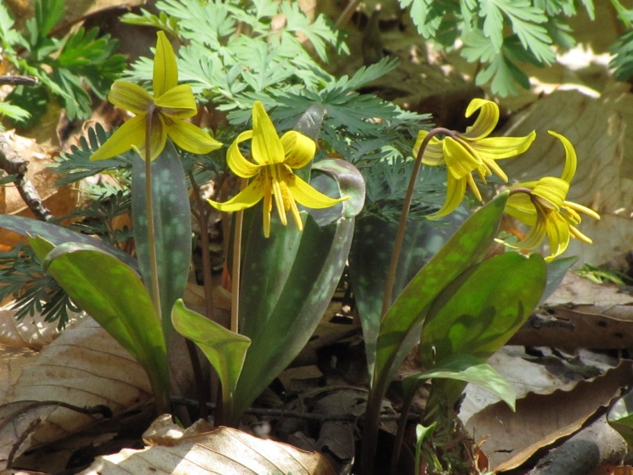 Кандык (Erythronium)