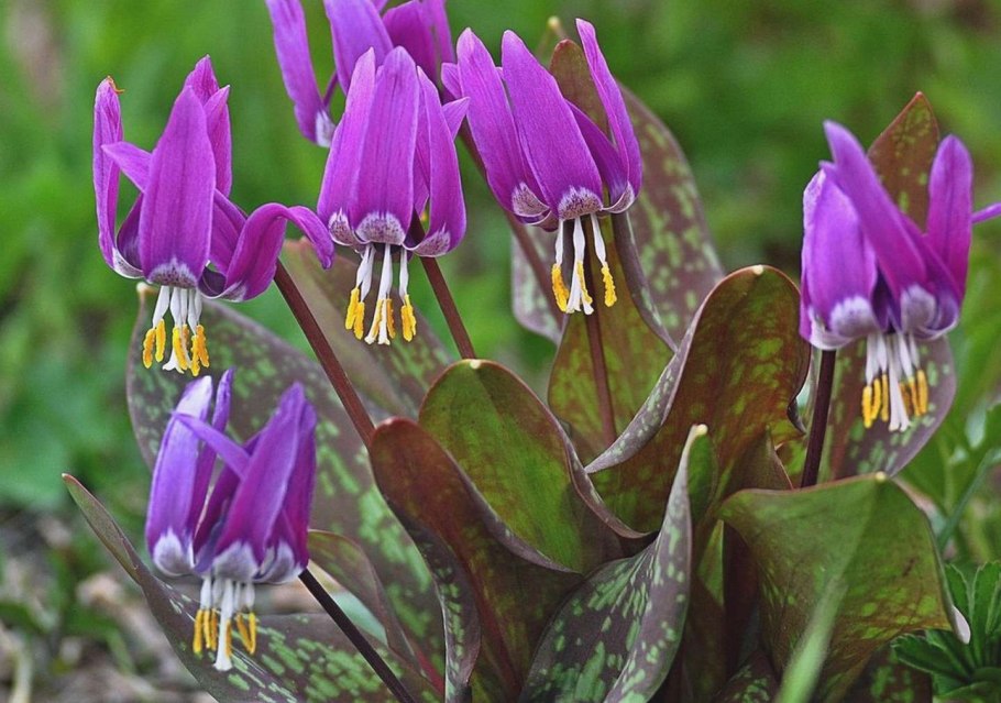 Erythronium caucasicum Ботанический рисунок