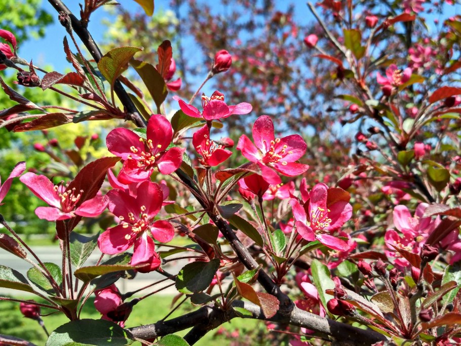 Malus domestica 'Cortland'
