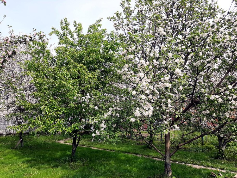 Яблоня краснолистная Рудольф