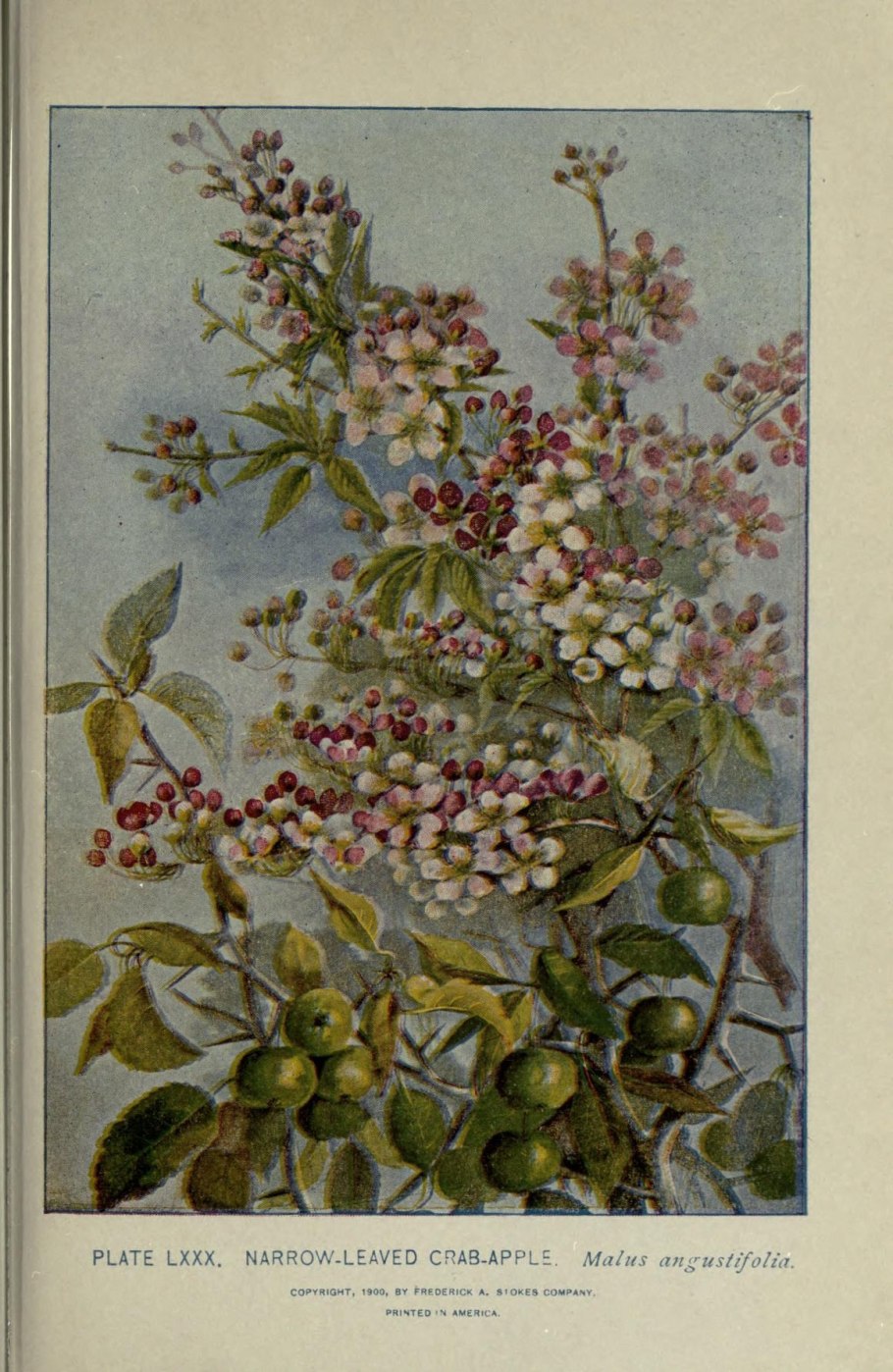 Дикая Malus domestica дерево