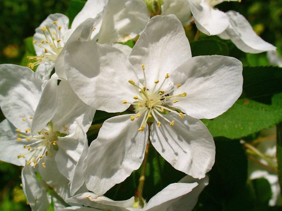 Яблоня лесная malus sylvestris