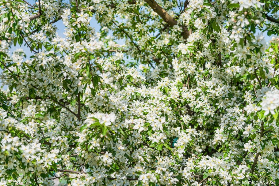 Яблоня маньчжурская Malus mandshurica