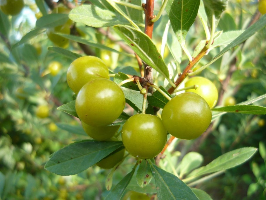 Яблоня гибридная "Парадизка''