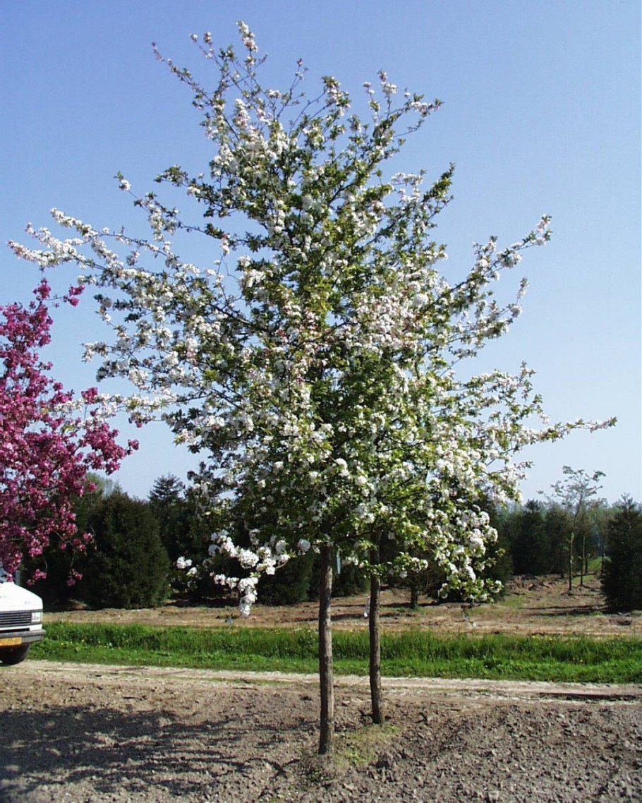 Яблоня декоративная цветет розовым
