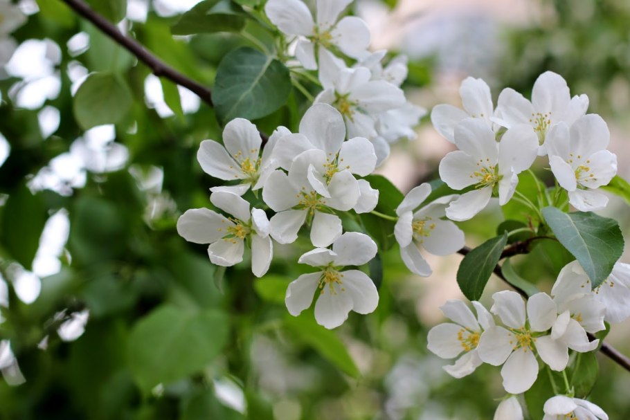 Яблоня Саржента