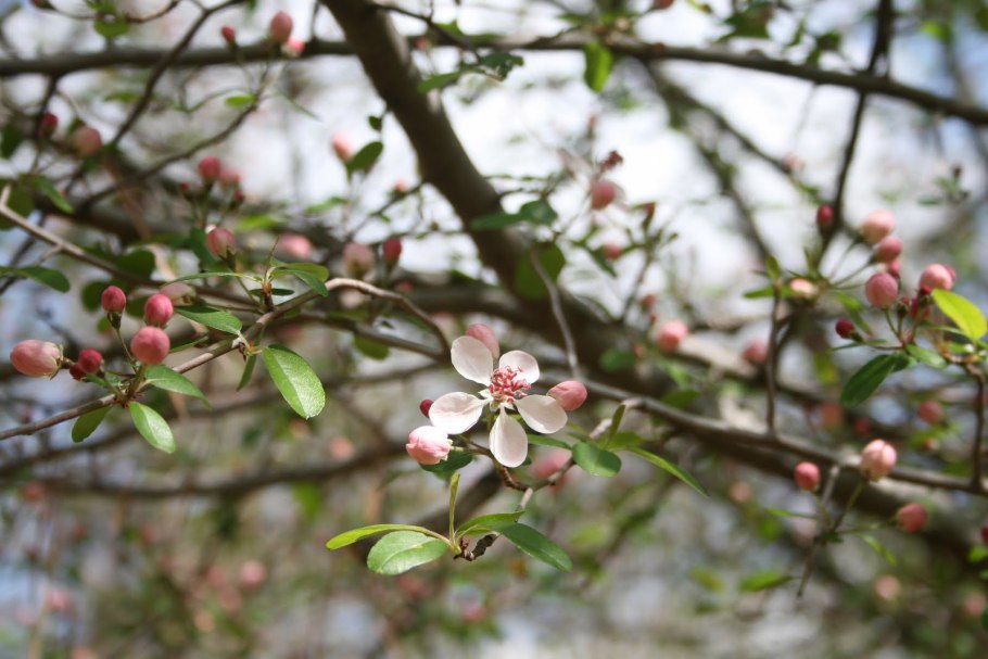 Malus angustifolia