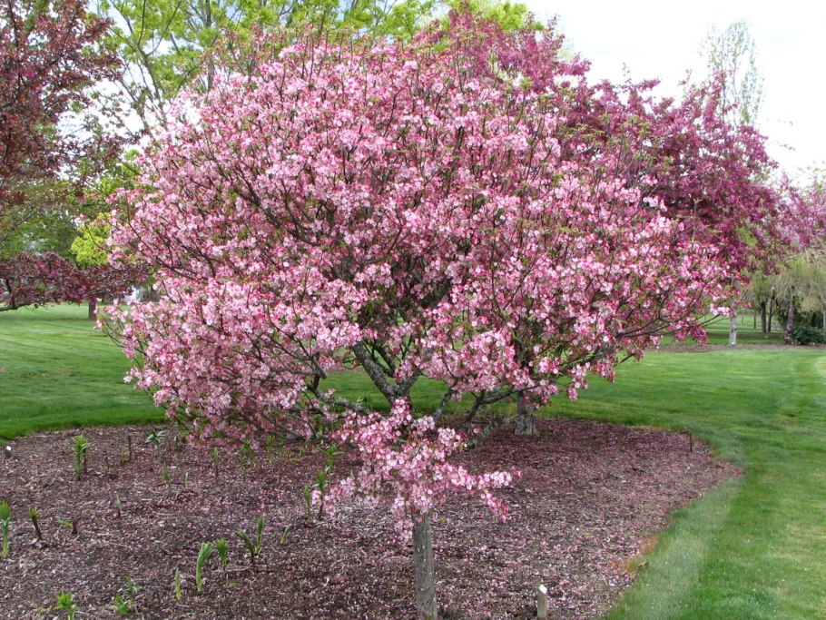 Яблоня Ягодная Malus baccata