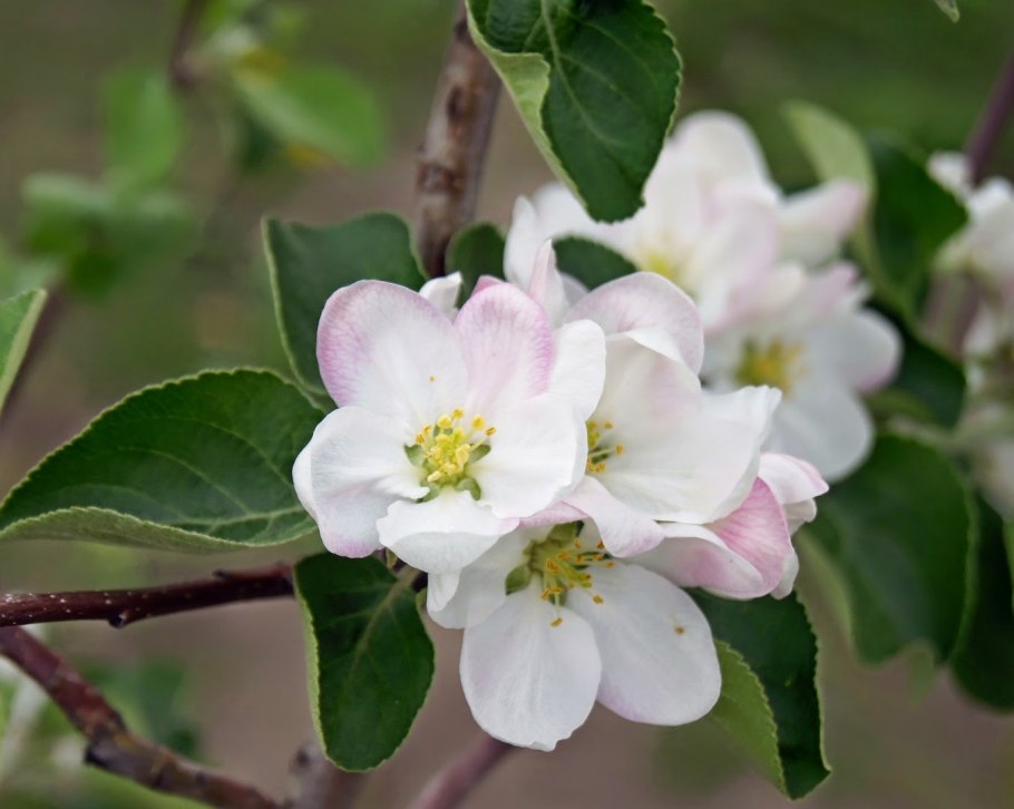 Яблоня Сибирская розовая