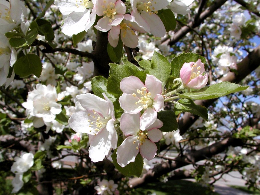 Яблоня Malus domestica