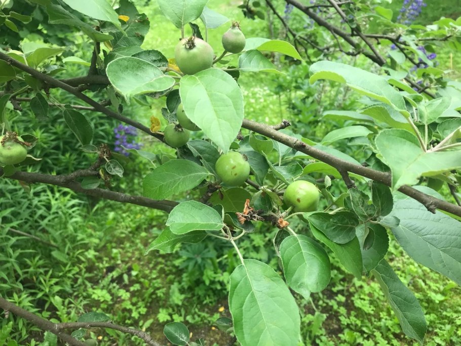 Яблони Недзвецкого и Маковецкого