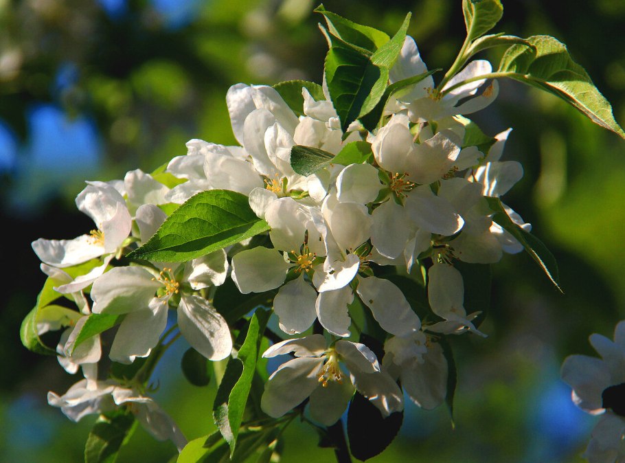 Китайка Золотая ранняя купить саженцы