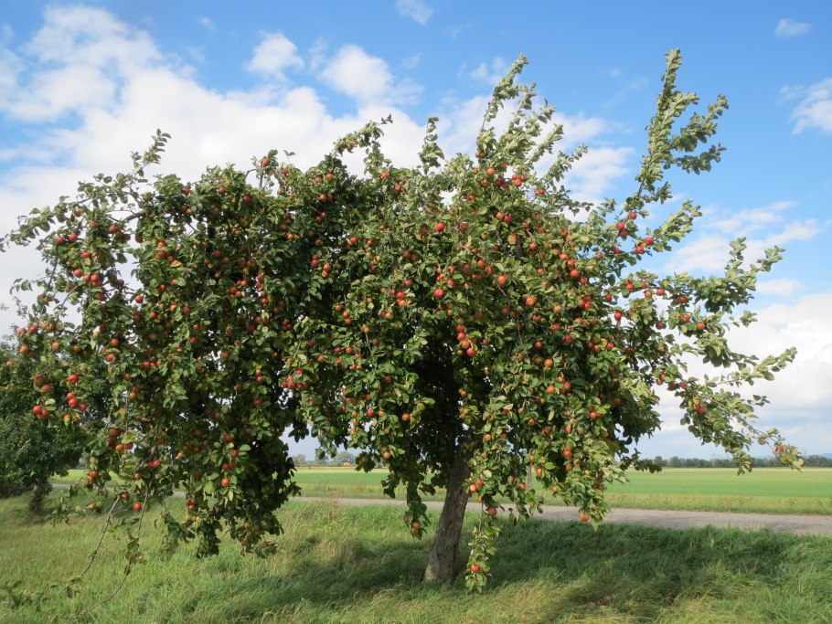 Яблоня обильноцветущая