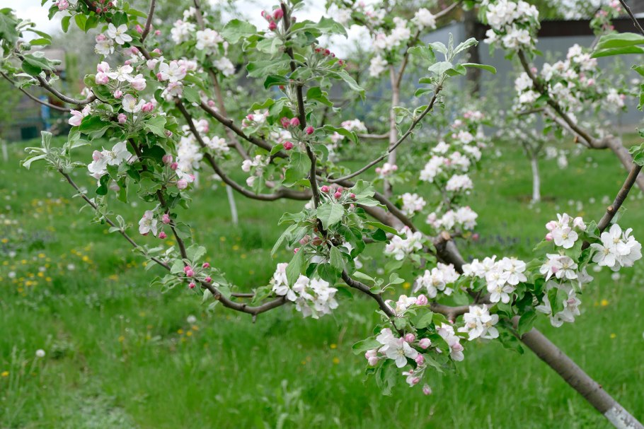 Медуница яблоня цветет