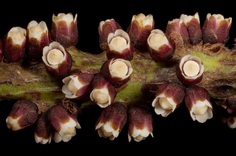 Apodanthes caseariae