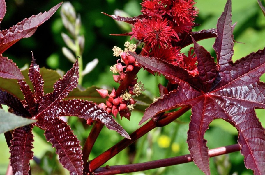 Семейство самшитовые (Buxaceae