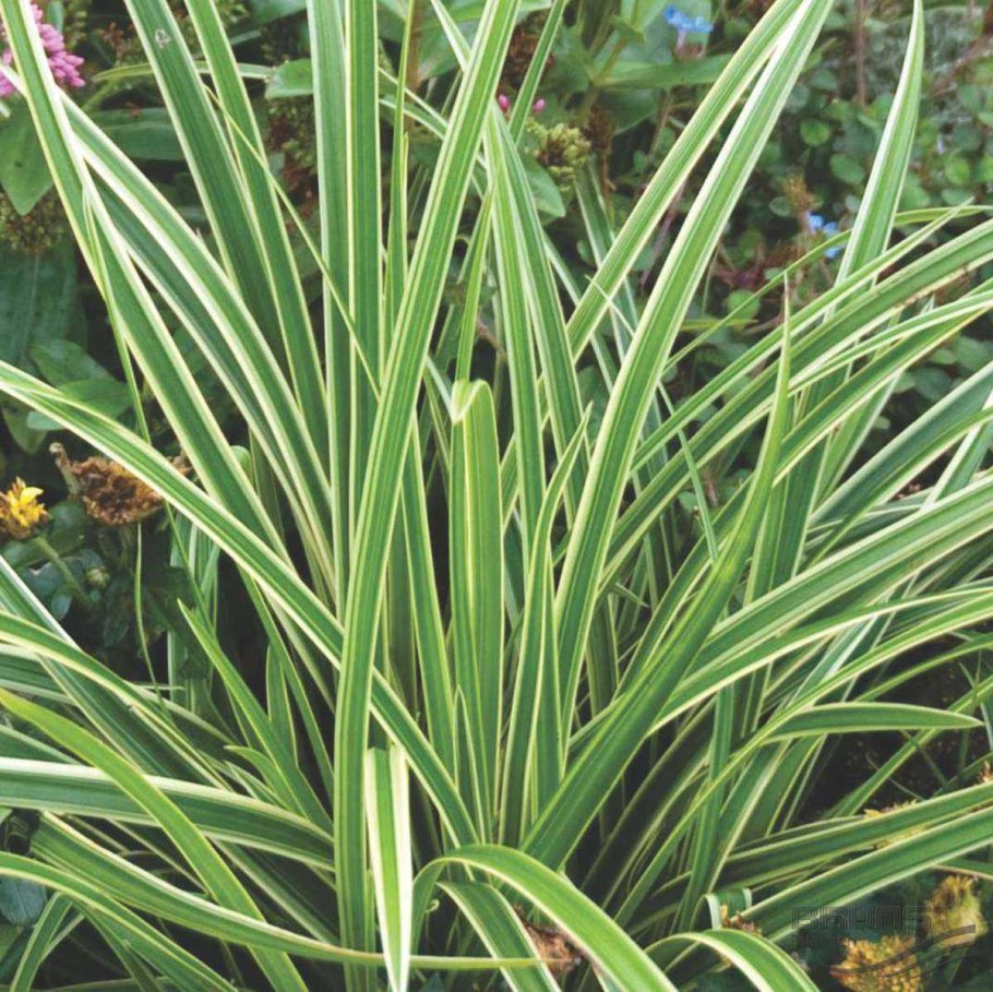 Осока Моравская variegata