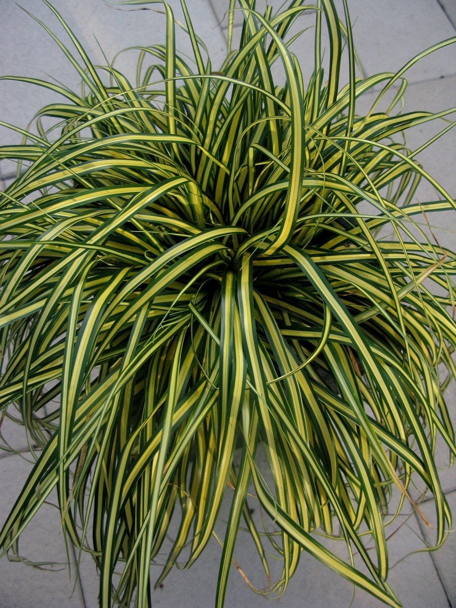 Осока Морроу (Carex morrowii `variegata`)