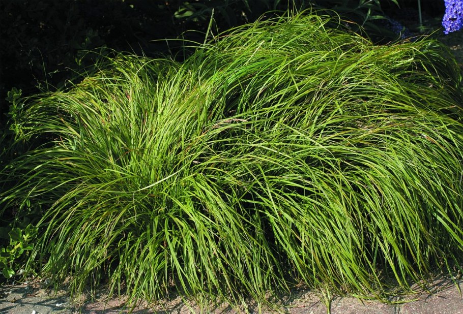 Осока гвоздичная Carex caryophyllea