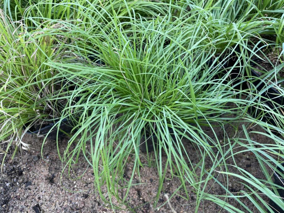 Осока Морроу (Carex morrowii `variegata`)