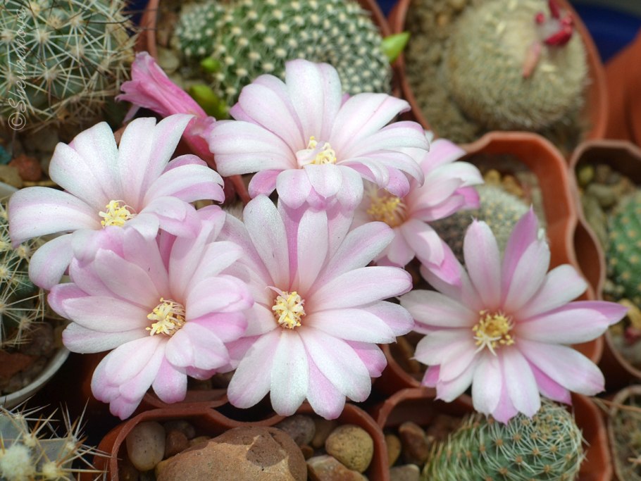 Rebutia narvaecensis