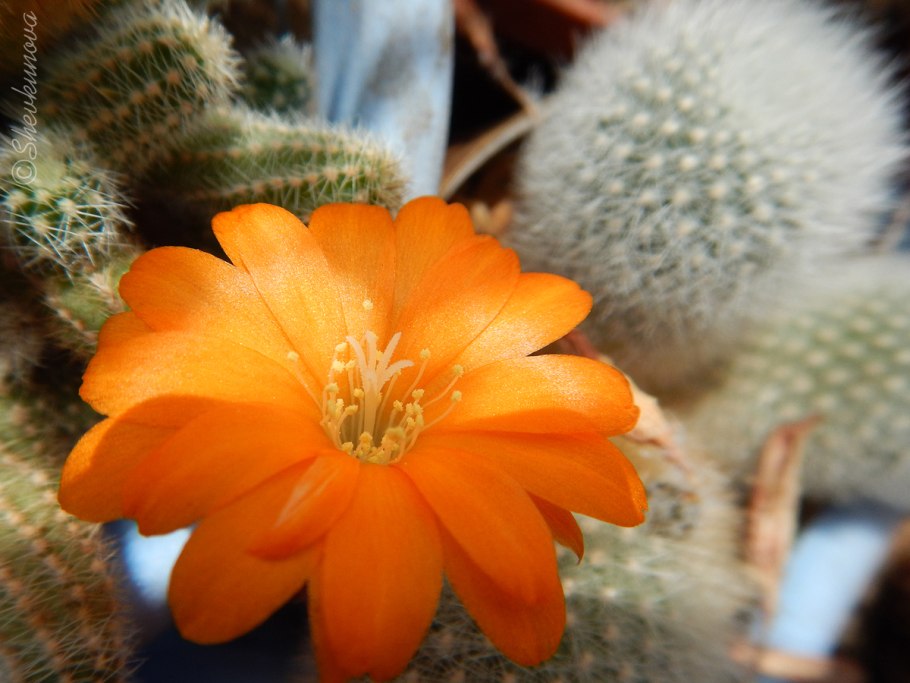 Перескиевые кактусы