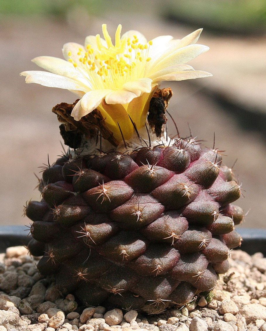 Опунция цилиндрическая