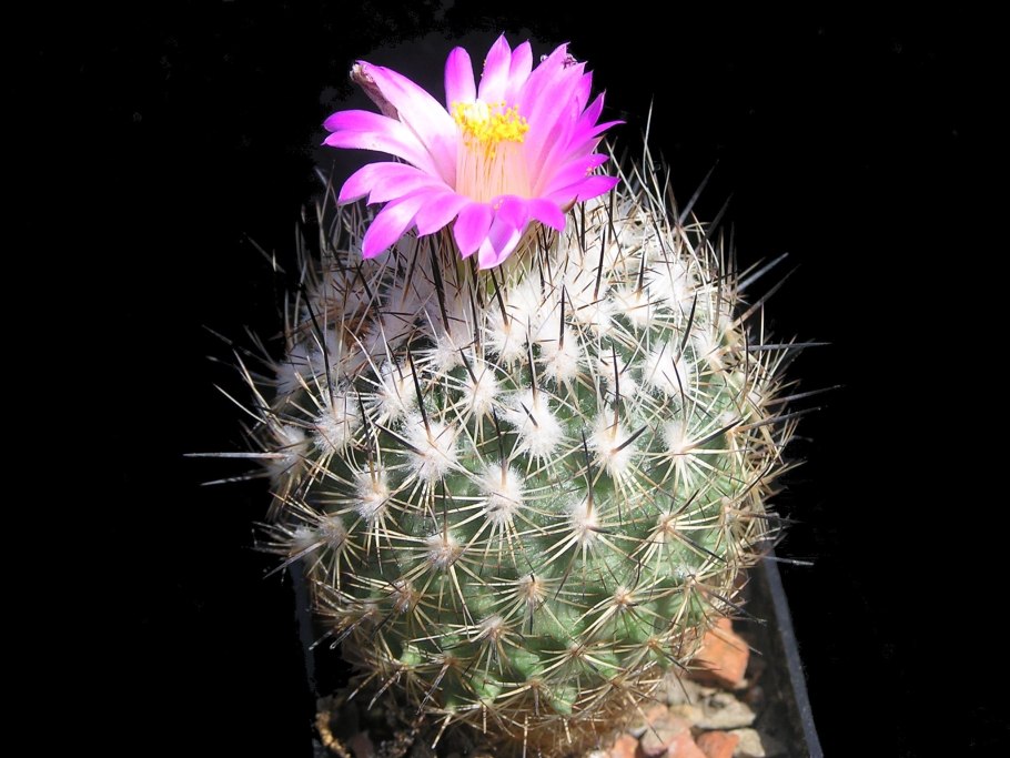 Gymnocactus Mandragora