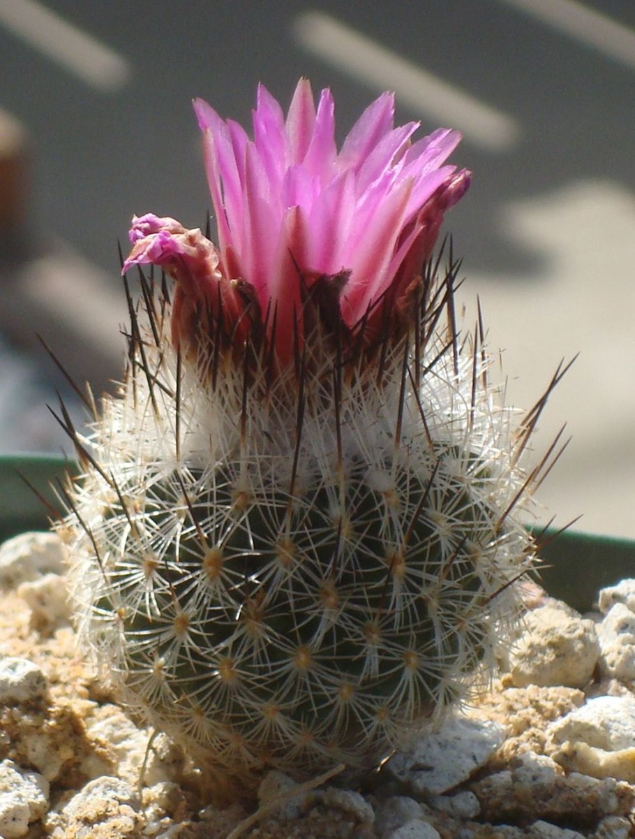 Turbinicarpus Алонсо