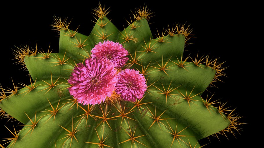 Кислица Лесная