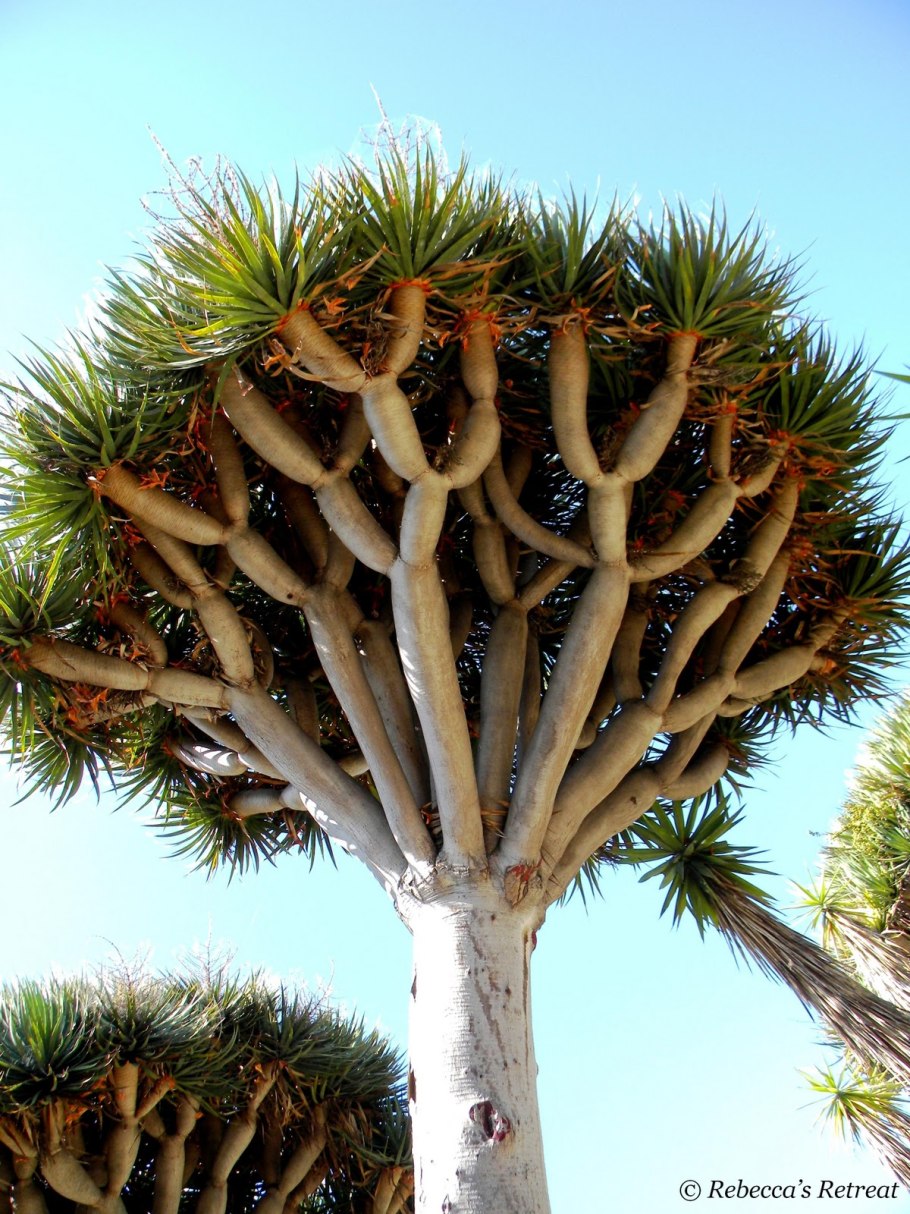 Кактус дерево