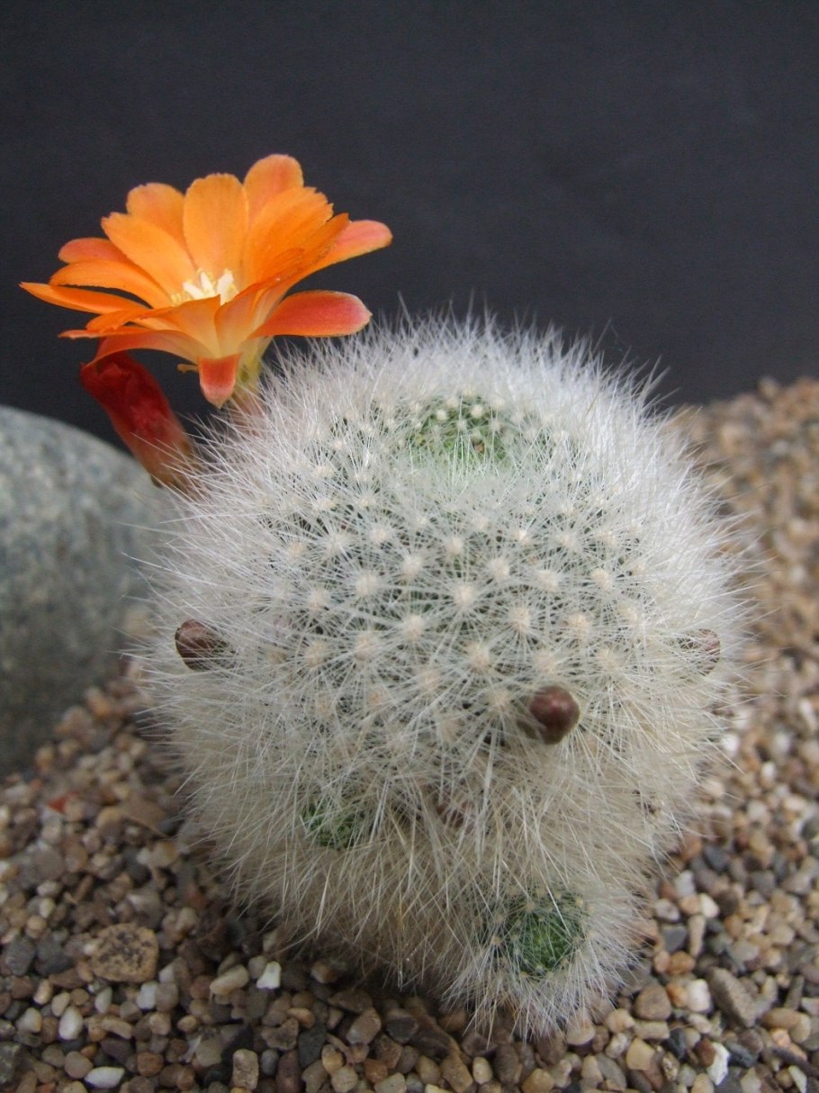 Кактусовые кактусы