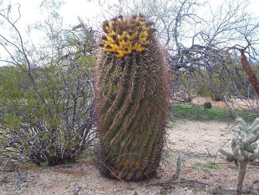 Ферокактус в природе