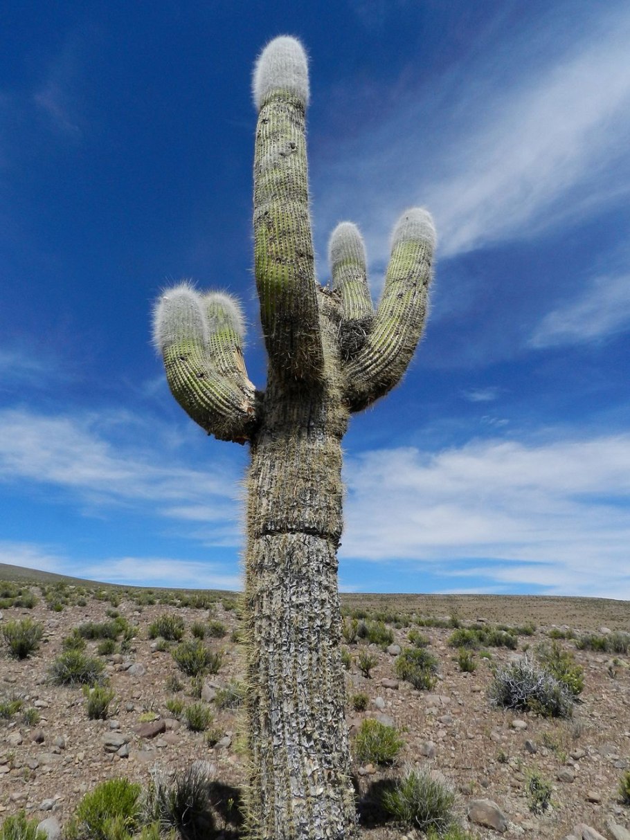 Перескиевые кактусы