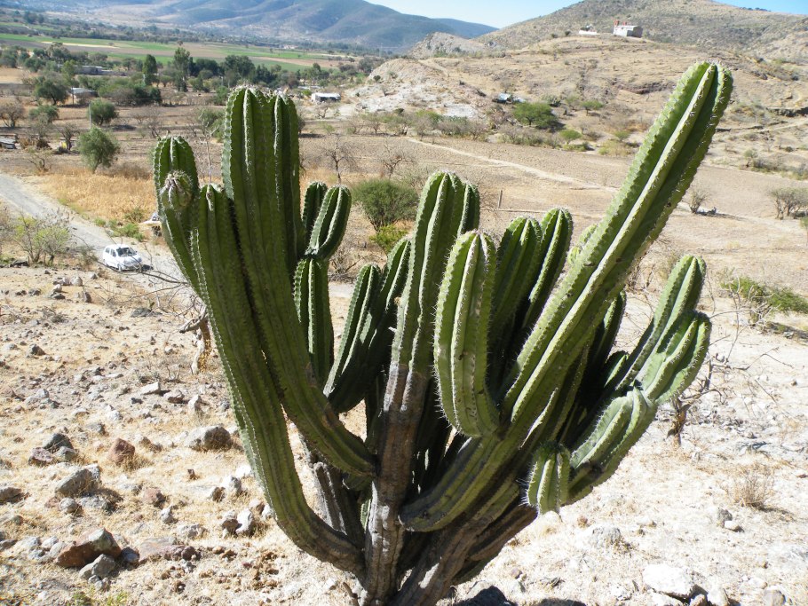 Copiapoa hypogaea