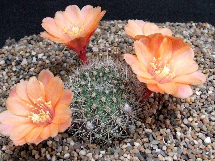 Ребуция Айлостера