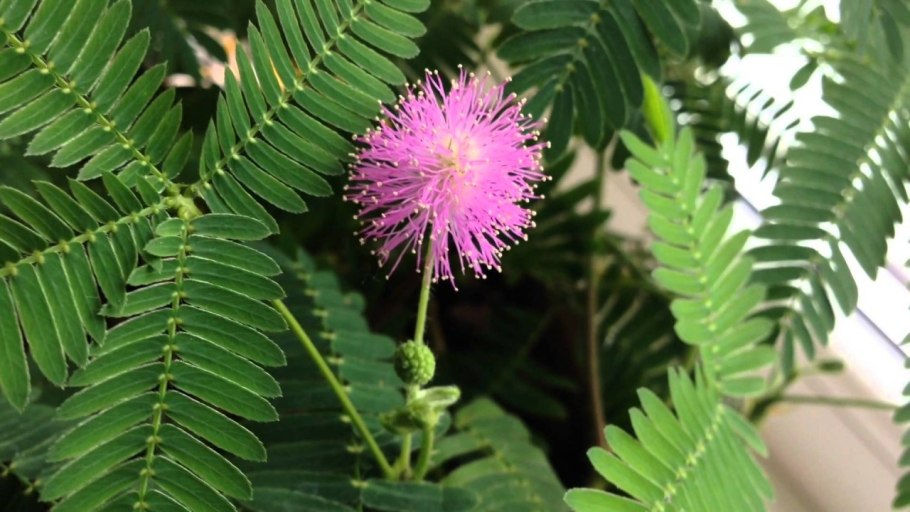 Переския грандифлора