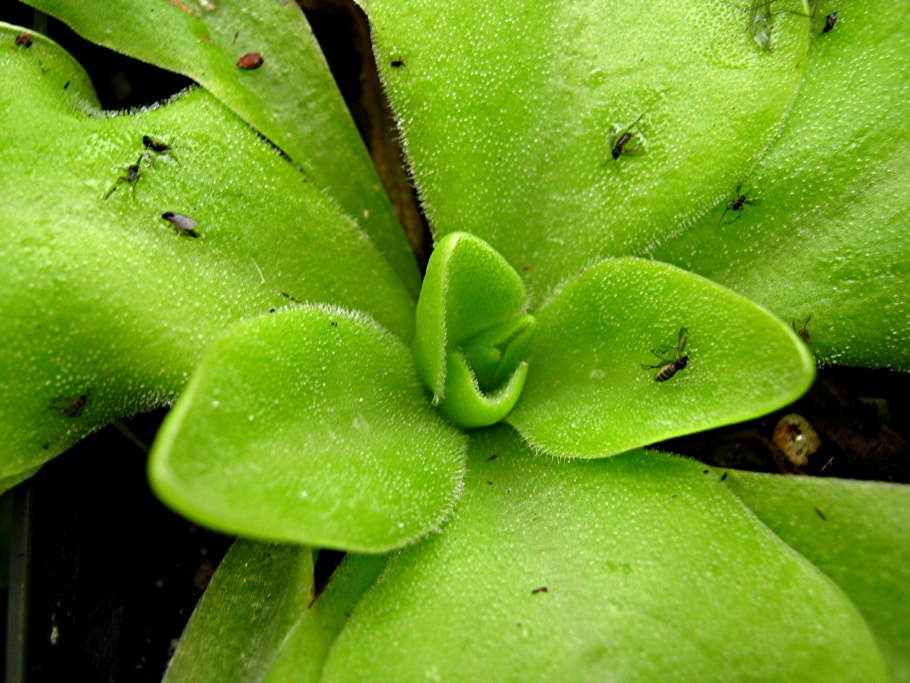 Растение Венерина мухоловка