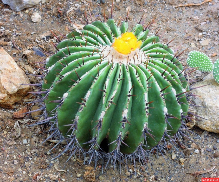 Золотой корень Rhodiola rosea