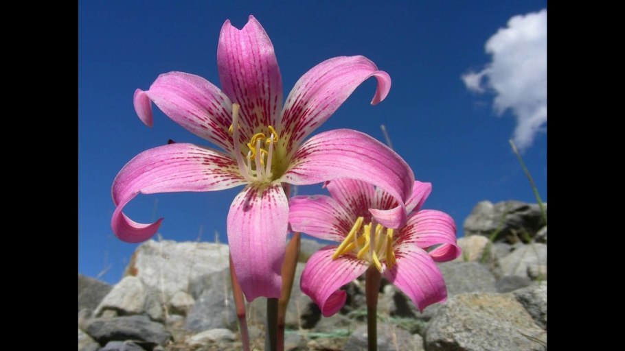 Родофиала комнатная