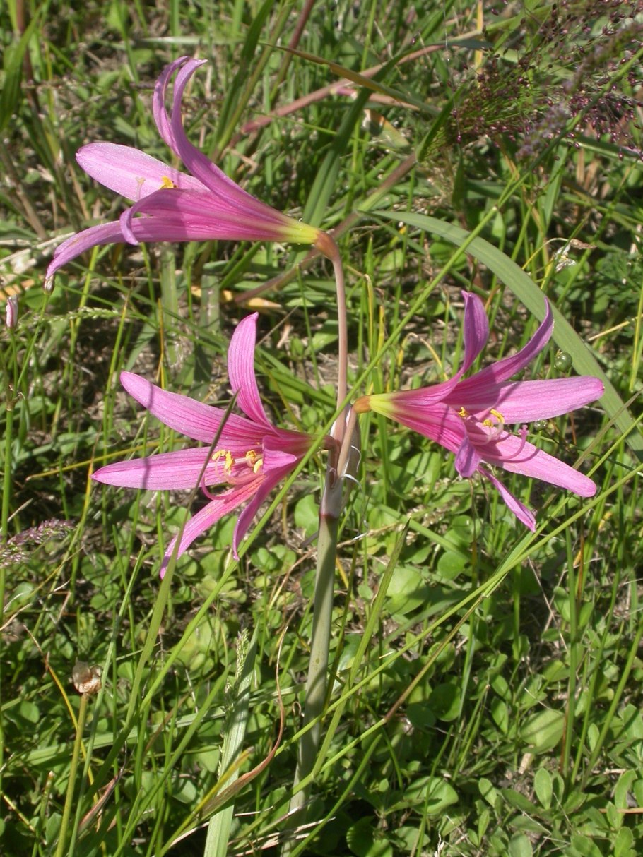 Родофиала комнатная