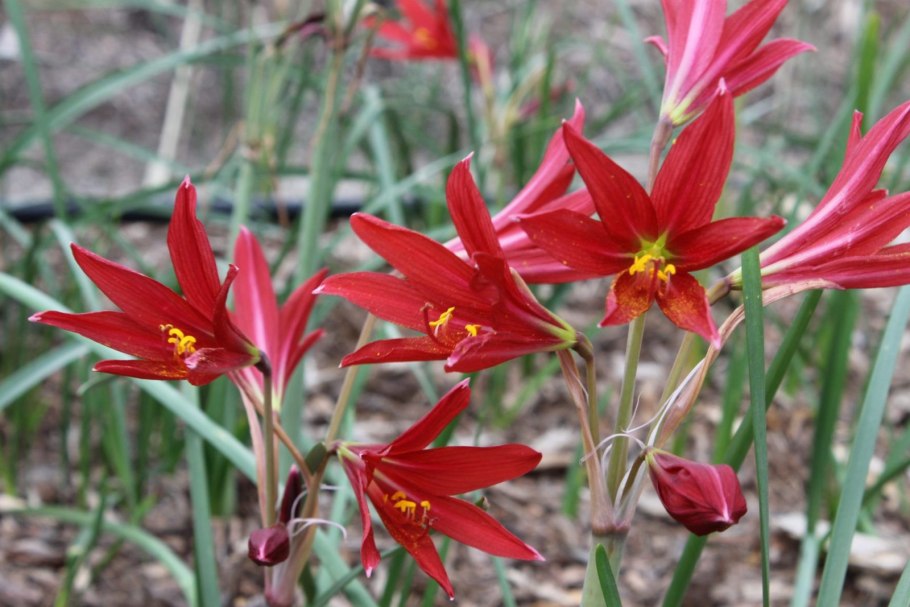 Эфемеры однолетники